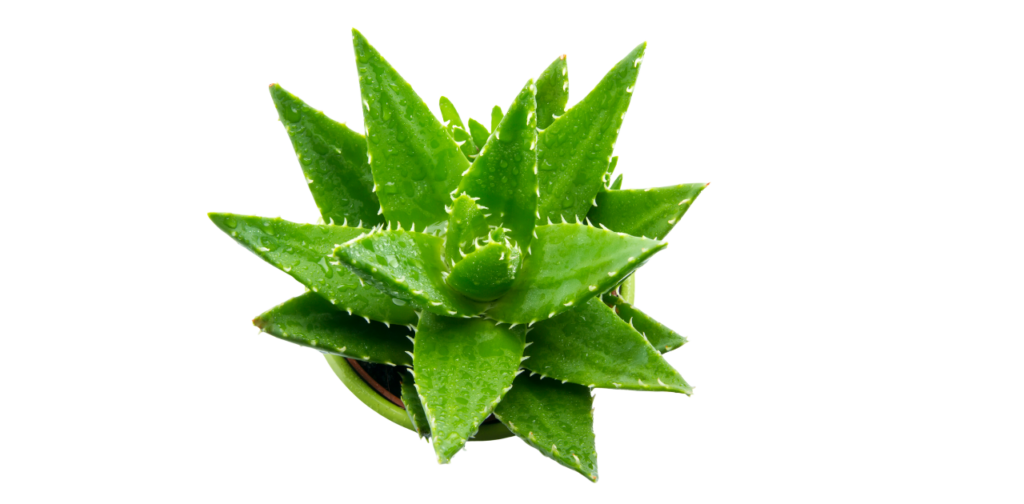 About Aloe Vera Plant