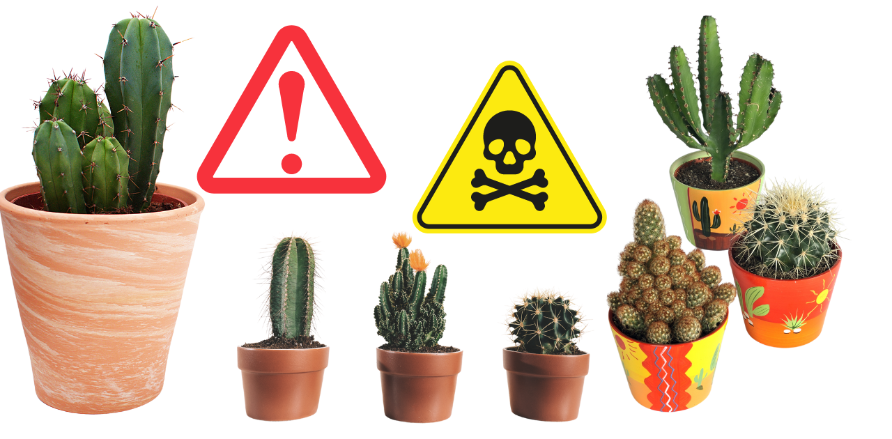 are cactuses poisonous