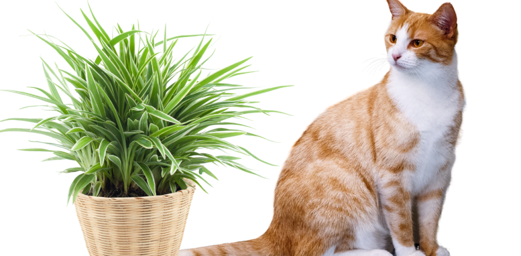 Spider Plants and Cats: The Connection