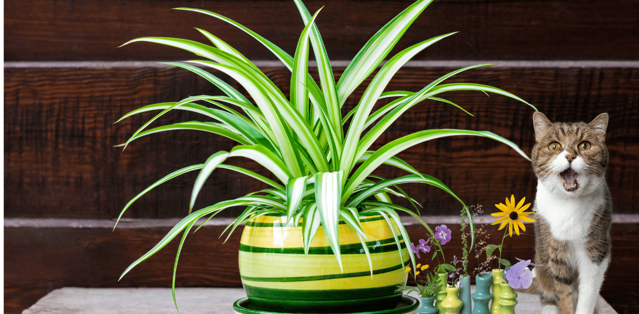 Are Spider Plants Toxic to Cats? Safe Houseplants