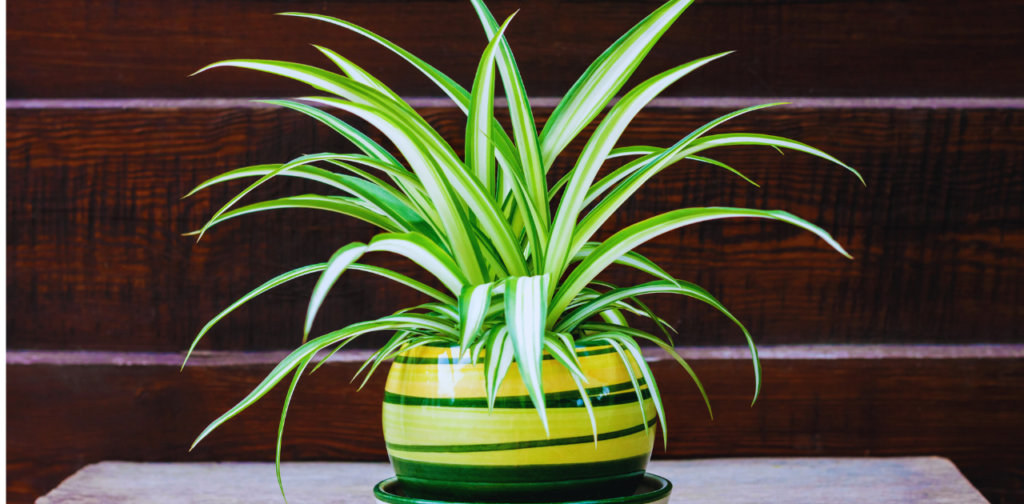 What Are Spider Plants? 