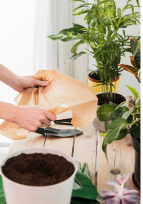 How to Prepare Coffee Grounds for Indoor Plants?