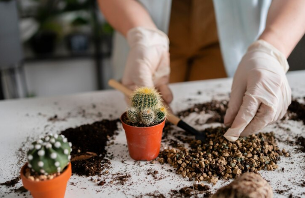Replanting the Cactus
