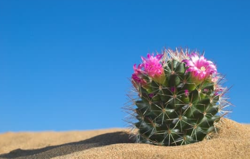 What Makes Cactus Unique?