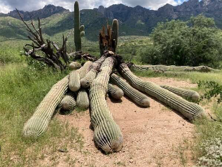 The Oldest Living Cactus
