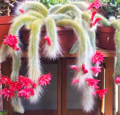 What is the Monkey Tail Cactus?
