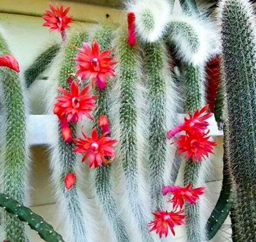 Can Monkey Tail Cactus be grown indoors?