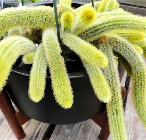 Benefits of Growing Monkey Tail Cactus