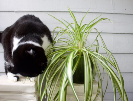 How can I tell if my cat has eaten a spider plant?
