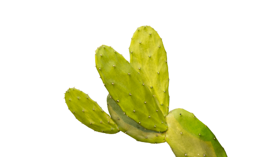 Cactus: