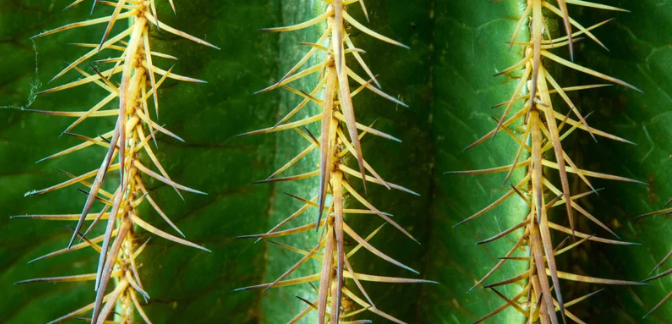 Cactus Poisoning Symptoms Treatment