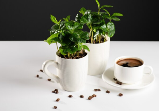 Benefits of using coffee grounds for indoor plants