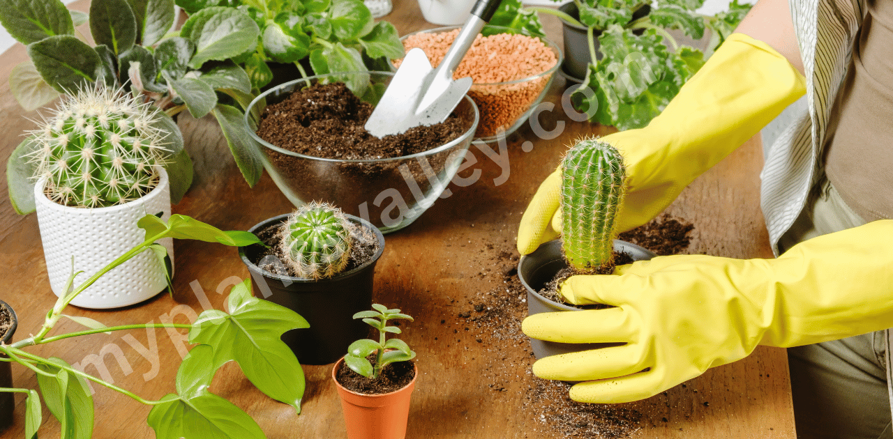 How to replant my cactus
