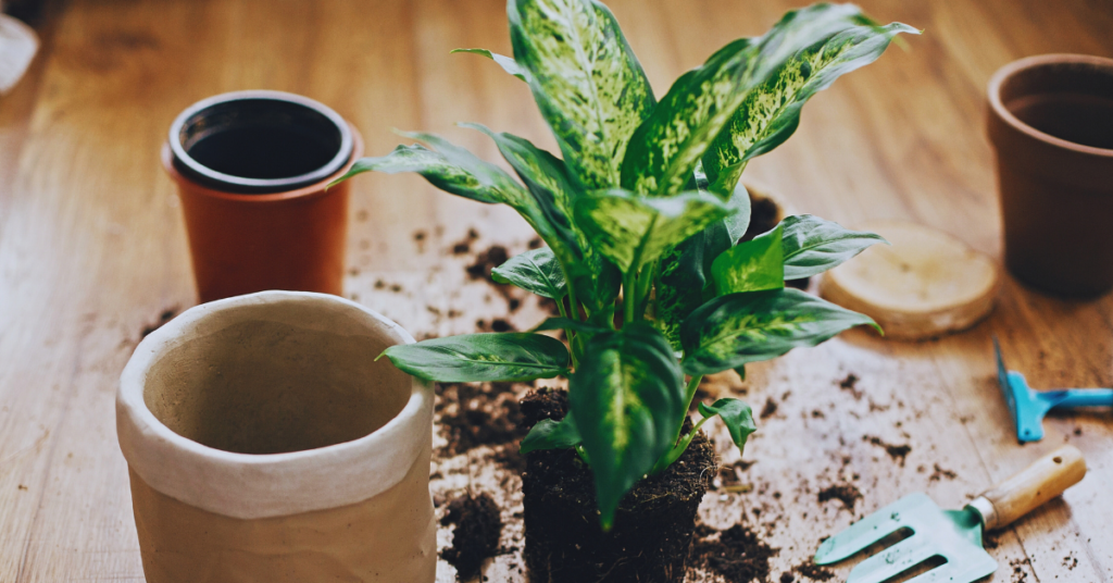 Benefits of Repotting Your Money Plant