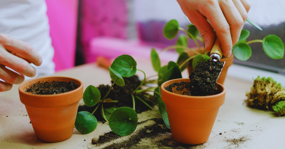 how to repot a money plant
