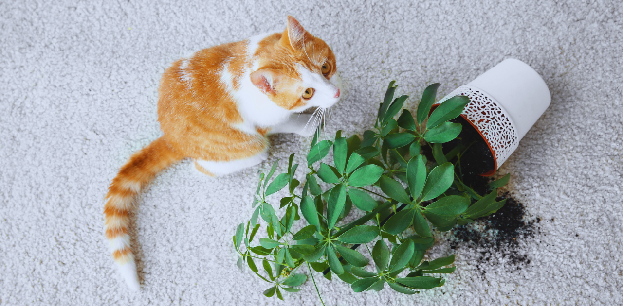 is a money tree plant toxic to cat