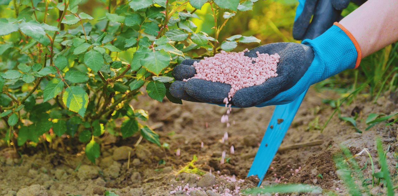 How to Add Phosphorus to Soil