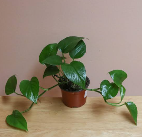 What Need to Do for pothos
