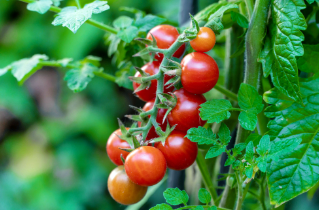 What month is best to plant tomato seeds?