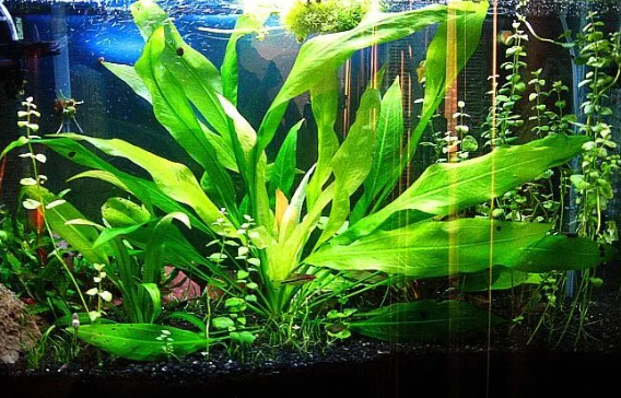 Alternative Aquatic Plants for Aquariums