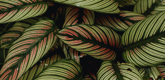 About Calathea Plants