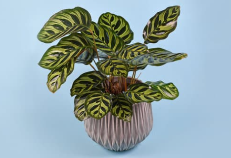 Why Choose Calathea as an indoor plant?