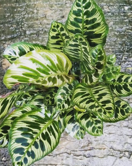 How to Choose the Right Calathea for Your Home?