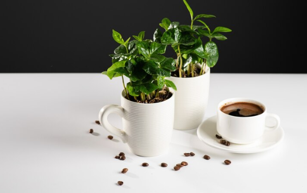 plants Sensitive to Caffeine