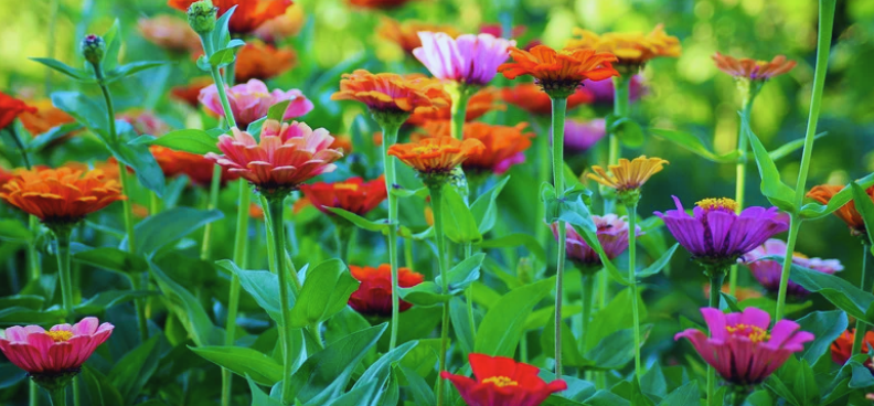 Flowers in August