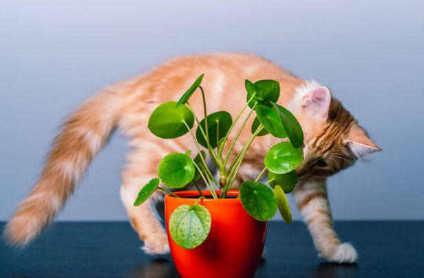 Money Plants That Are Toxic to Pets