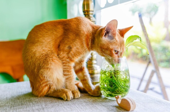 Are Money Tree Plants Toxic to Cats?