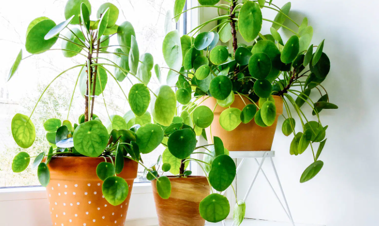 Are Chinese Money Plants Toxic to Pets?