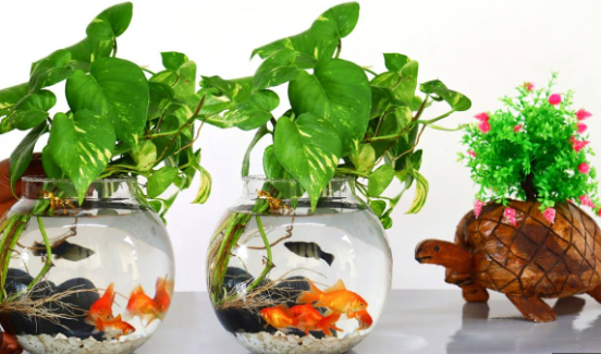 The Benefits of Growing Plants in Aquariums
