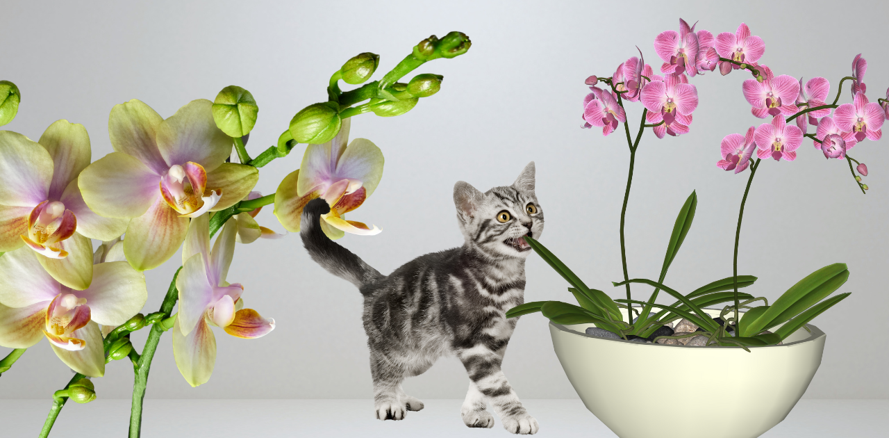 Are Orchids Safe for Cats?