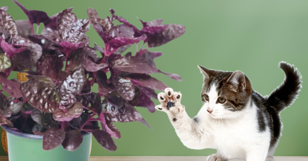 Why Cats Are Attracted to Houseplants?