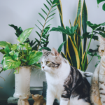 purple waffle plant toxic to cats