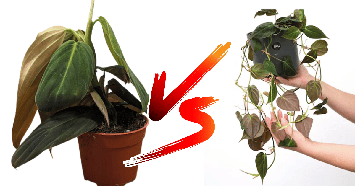 Philodendron Gigas vs Melanochrysum: Which is Right for Your Home?