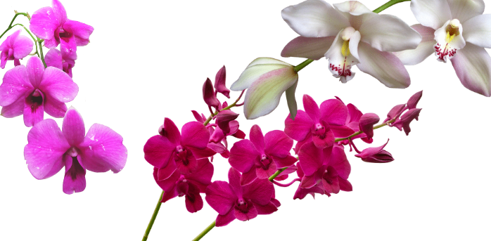 About Orchids