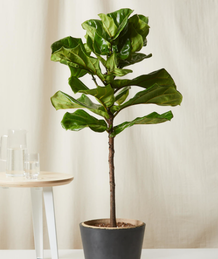 About Fiddle Leaf Fig