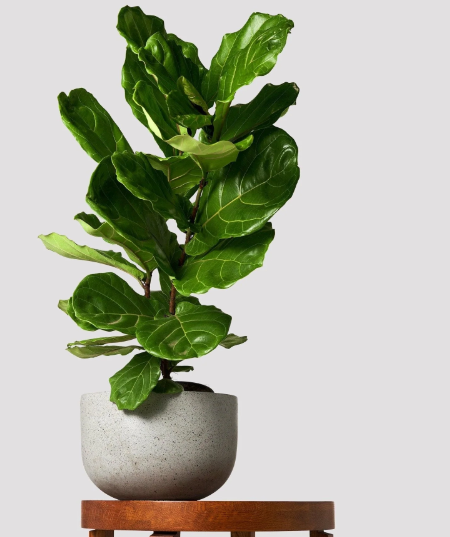 What do you do if your fiddle leaf fig is losing leaves?