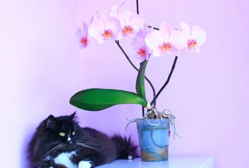 What Happens If a Cat Eats an Orchid?