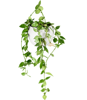 Tips for Creating a Hanging Garden