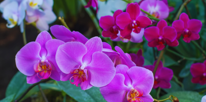 Popular Types of Orchids