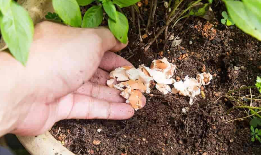 How to Add Calcium to Your Garden?