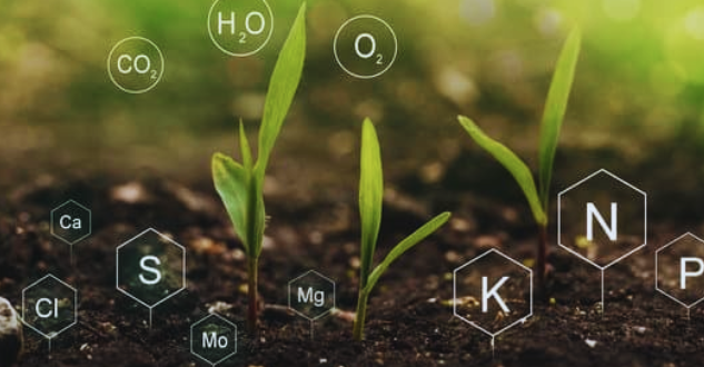 Role of nutrients in plant health