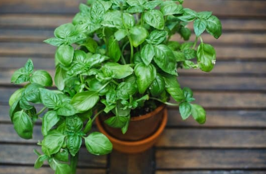 About Basil Plants