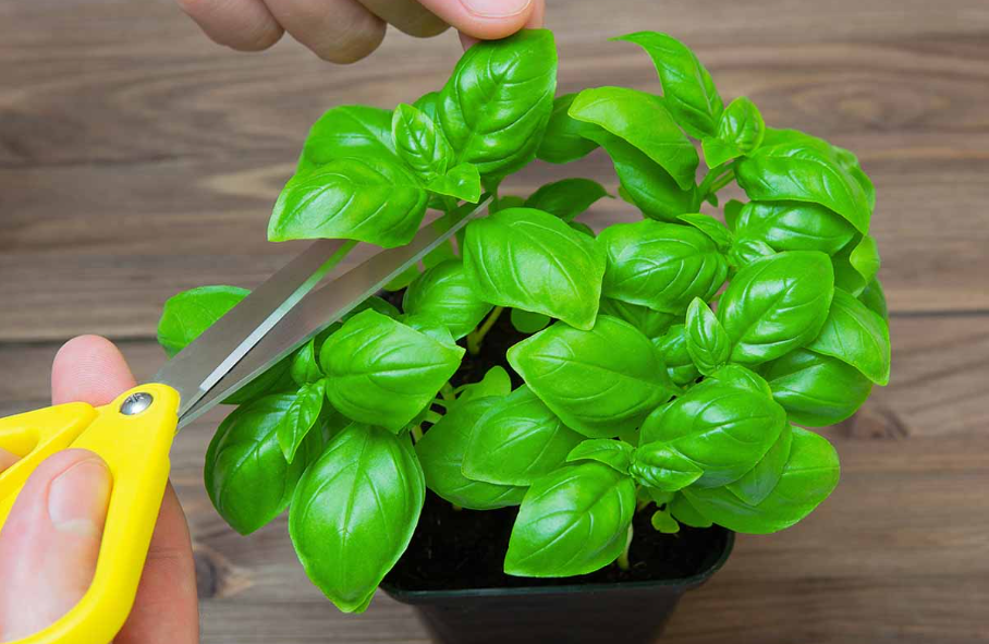 Is Trimming Important for Your Basil Plant?