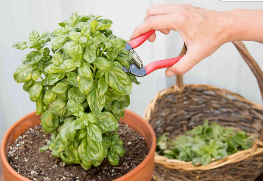 When to Trim your Basil Plant?