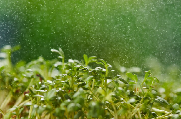 Natural Watering Techniques