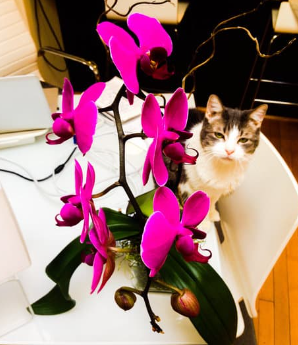 Are Orchids Poisonous to Cats?